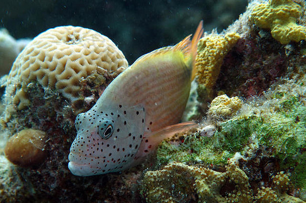 有雀斑的hawkfish寄生虫福斯特里红色的海埃及