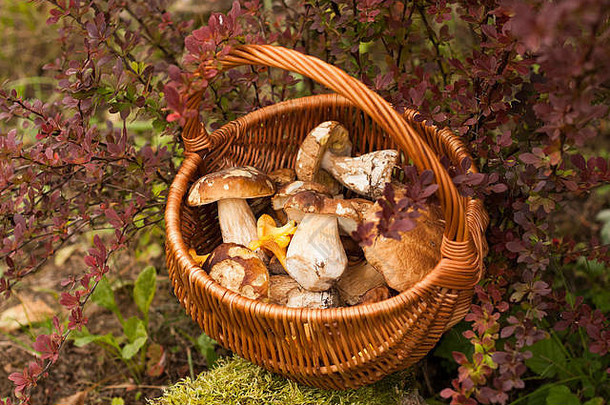 美丽的秋天景观柳条篮子森林可食用的蘑菇牛肝菌属Edulis鸡油菌布什<strong>伏</strong>牛花花园