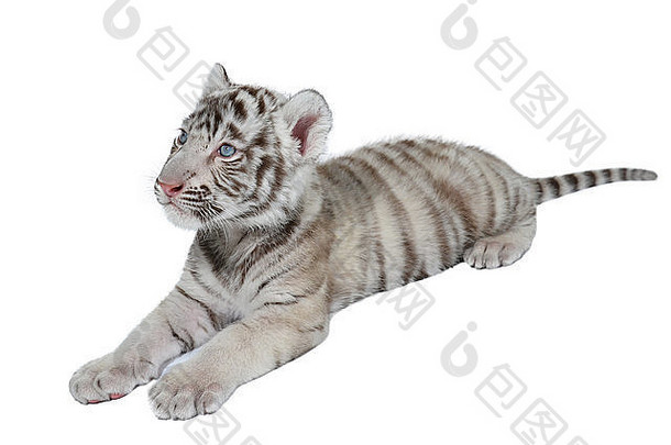 婴儿白色孟加拉老虎孤立的白色背景