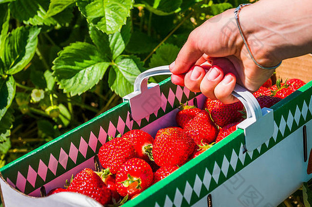 女人持有纸箱盒子篮子美味的新鲜的选草莓