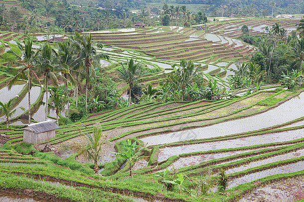 大米字段准备大米巴厘岛印尼