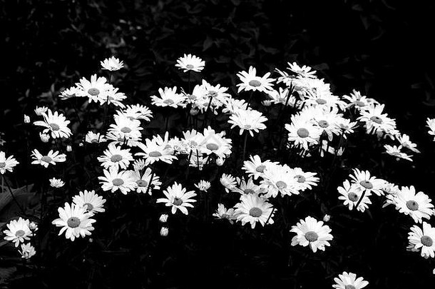 黑与白可爱的几何摘要艺术黑色的喜怒无常的有创意的花花植物植物赫尔巴特