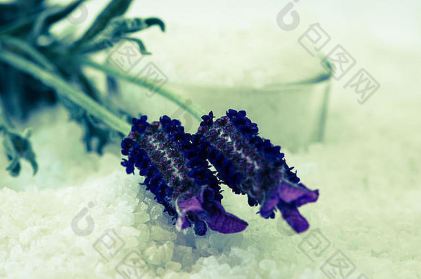 白色海盐紫色的薰衣草花