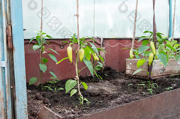 年轻的<strong>辣椒</strong>温室日益增长的植物花园