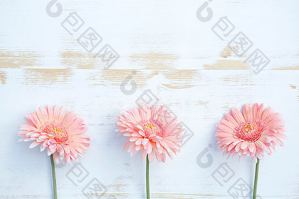 美丽的粉红色的非洲菊排行白色古董木背景