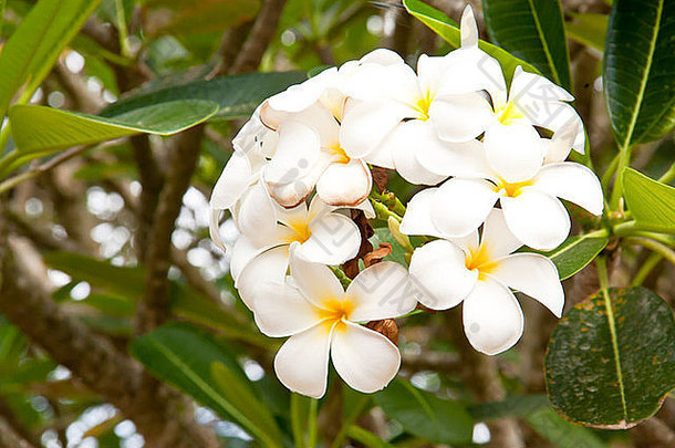 白色花增长树