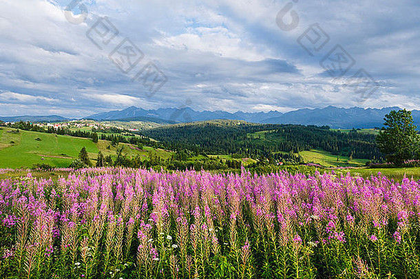 夏天晚上山村郊区粉红色的花前面塔特拉山范围格利查罗戈尔尼波兰