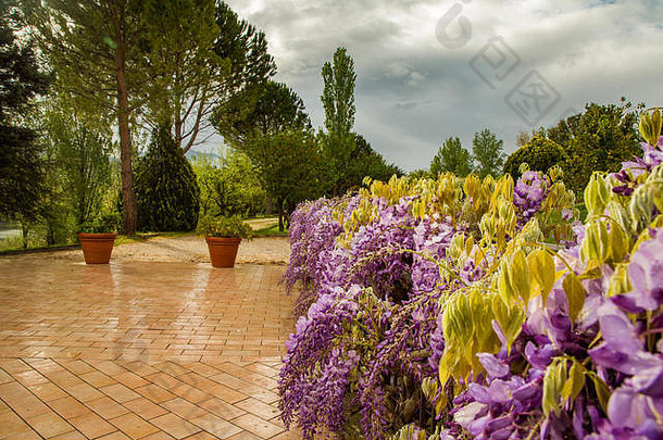 灌木紫色的紫藤花朵黎明雨欧洲花园意大利