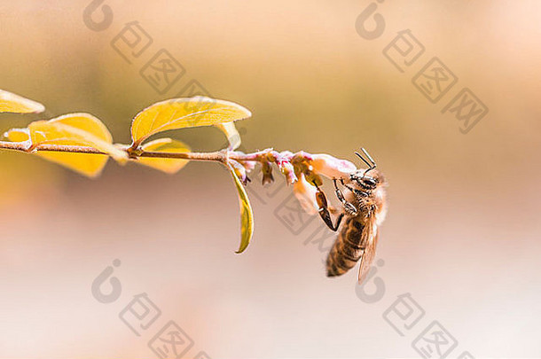 蜂蜜蜜蜂挂单花微距镜头早....很多细节颜色梯度背景复制空间
