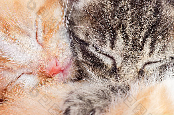 睡觉小猫特写镜头宏红色的灰色的猫
