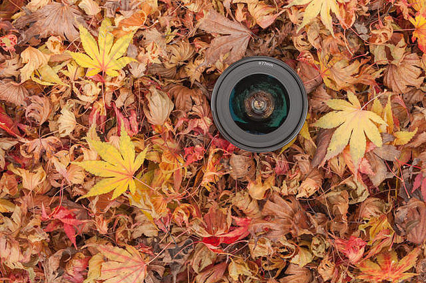 相机镜<strong>头彩</strong>色的叶子背景秋天