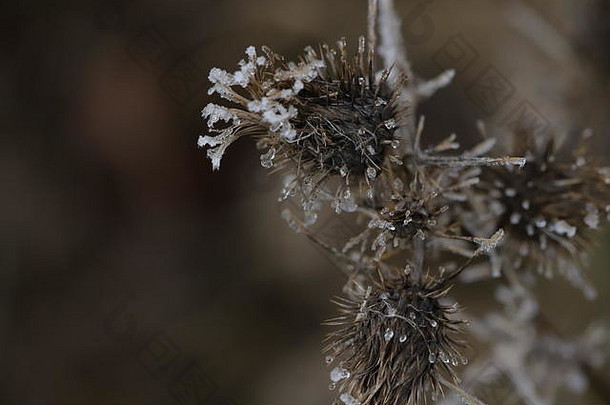 霜植物