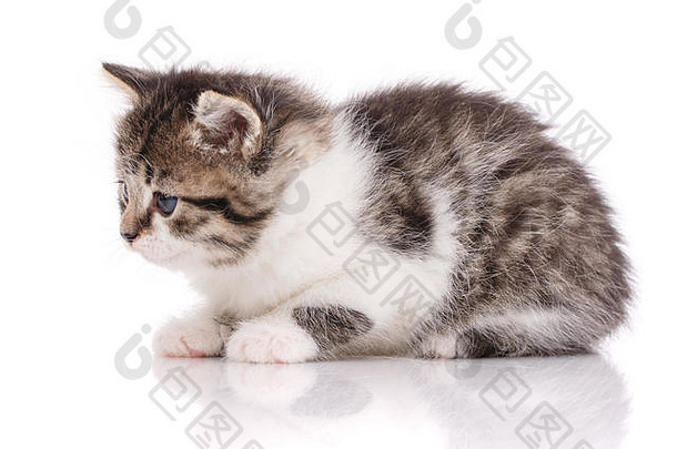 可爱的婴儿虎斑小猫孤立的白色背景