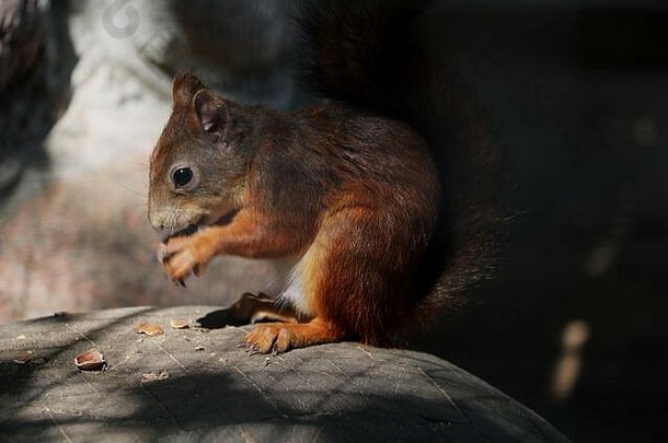 有趣的红色的松鼠坐着灰色石头坚果