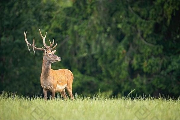 骄傲红色的鹿阉割过的雄鹿绿色夏天自然