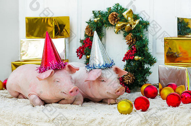白色猪坐在圣诞节装饰可爱的小猪有趣的帽一年