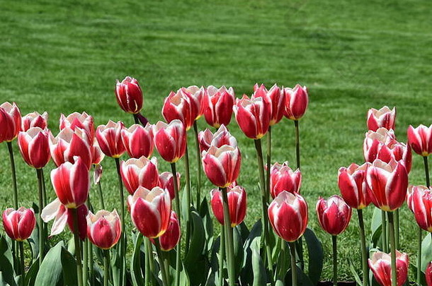郁金香波士顿公共花园春天波士顿麻萨诸塞州美国