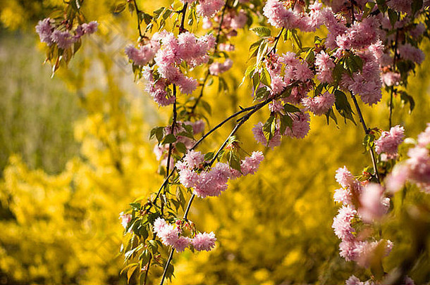 粉红色的树春天黄色的