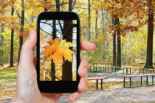 旅行概念旅游采取照片枫木叶秋天城市公园移动小工具