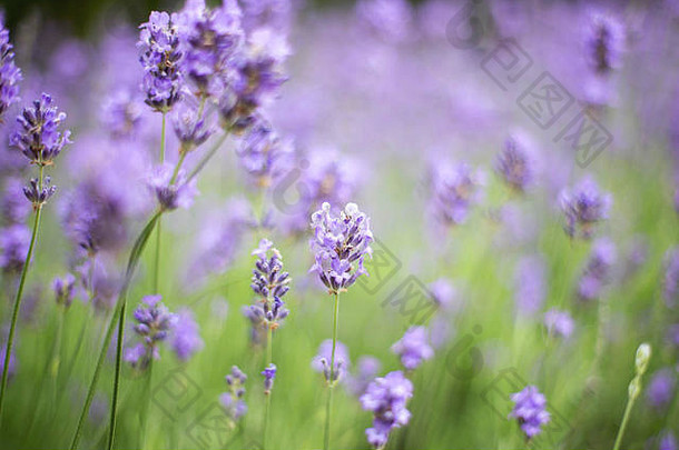 薰衣草场夏天特写镜头紫罗兰色的颜色背景概念