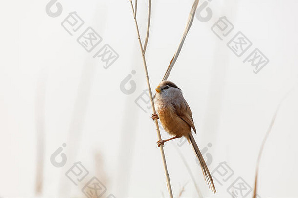 里德鹦鹉嘴鸟鸟北京婉平湖公园