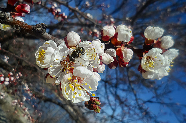 白色花春天时间水果树
