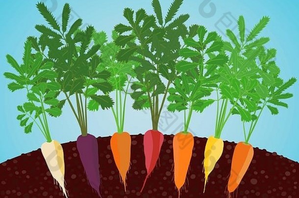 彩虹胡萝卜插图日益增长的蔬菜土壤花园床上胡萝卜经典橙色紫色的黑暗红色的白色明亮的黄色的品种