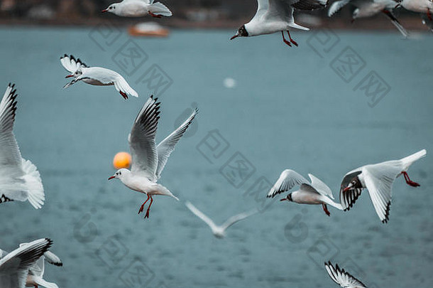 巨大的群白色笑海鸥灰色的狂风暴雨的喜怒无常的一天黑暗照明冬天下午意大利海岸线湖景观cinemat