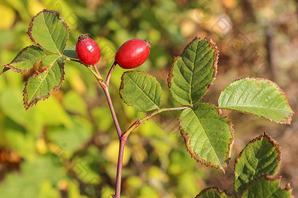 分支野生玫瑰秋天成熟的红色的浆果