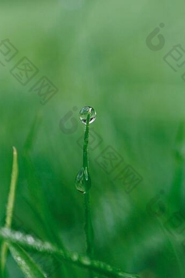 雨滴绿色草多雨的天冬天季节