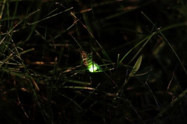 女常见的萤火虫欧洲萤火虫兰皮里斯夜光虫叶片草