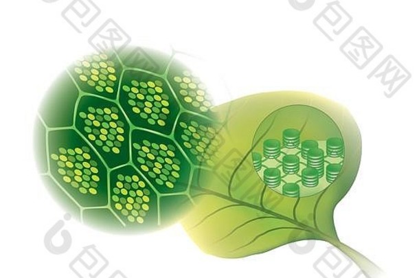 叶绿素绿色光合作用色素发现植物叶绿素分子具体地说安排色素蛋白质复合物