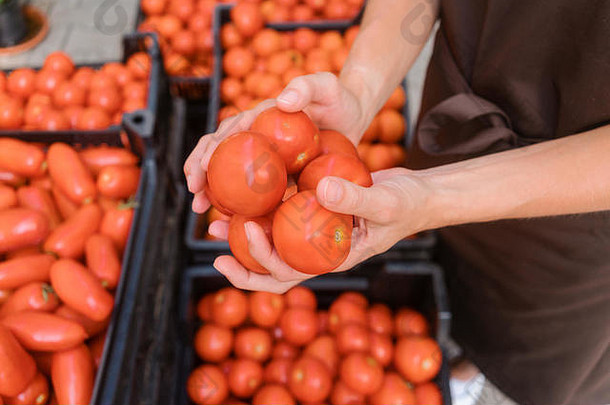 商业园丁显示西红柿增长