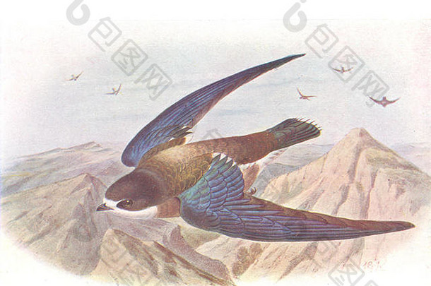 英国鸟needle-tailed斯威夫特索伯恩古董打印