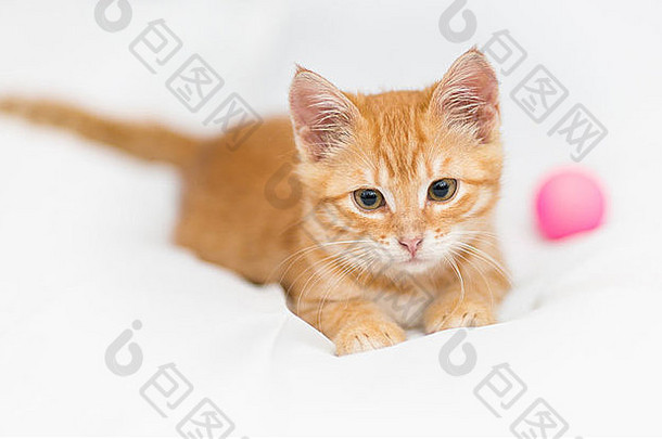 橙色小猫球白色背景