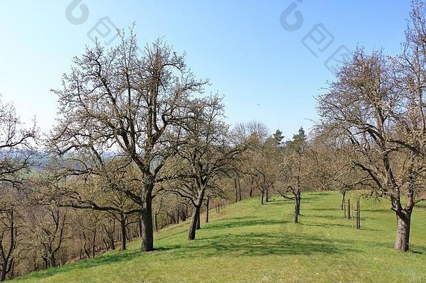 分散开花野生梨树草地博格施塔特尔kreischa德累斯顿德国欧洲