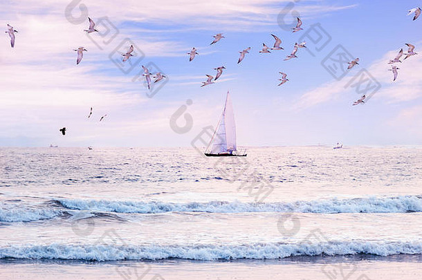 帆船海奢侈品夏天冒险活跃的假期斯里兰卡斯里兰卡假期景观天际线帆船海鸥群航行图里斯