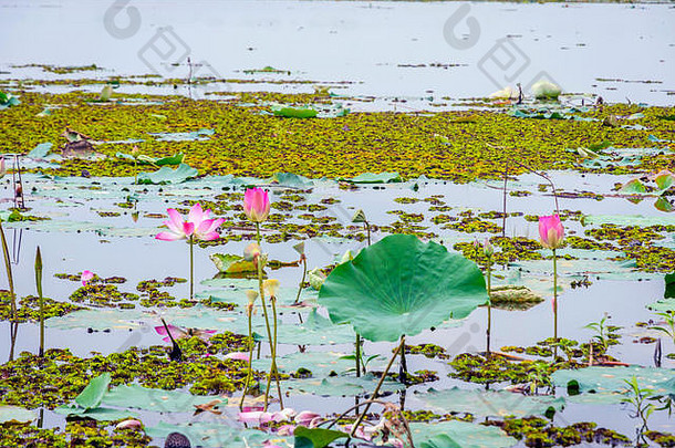 <strong>粉红色</strong>的<strong>莲花</strong>花盛开的湖battambang柬埔寨