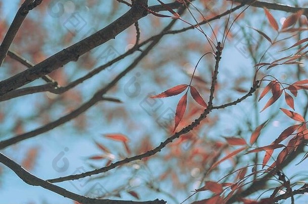 秋天叶子自然背景纹理