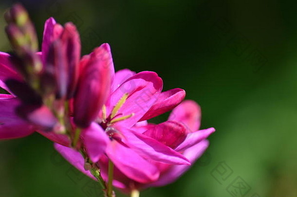粉红色的花小苍兰