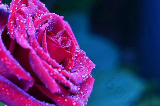 新鲜的湿粉红色的红色的玫瑰滴宏摄影