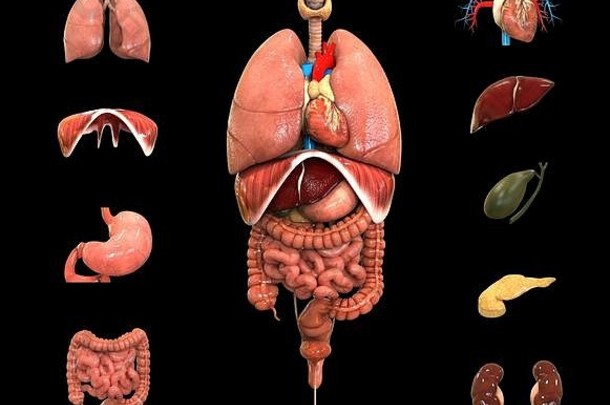 人类身体完整的内部器官解剖学