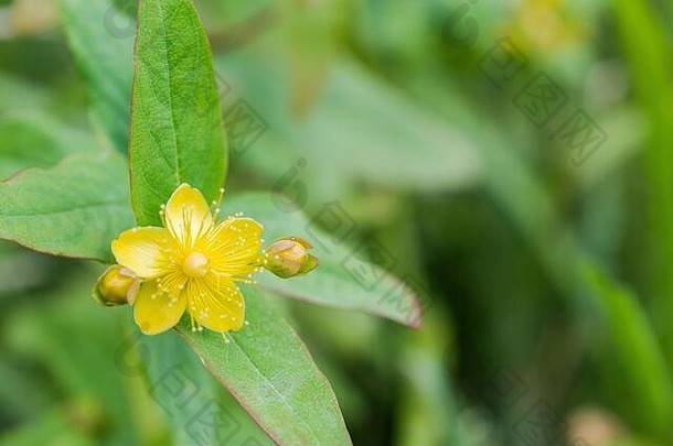 宏黄色的花图山金丝桃属植物androsaemum阳光图山药用Herbal伤口植物相关的约翰的麦汁