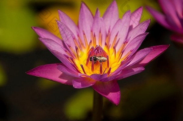 莲花花蜜蜂
