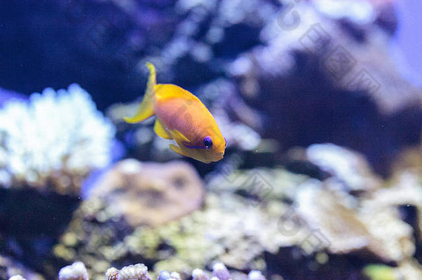 黄色的lyretailanthias鱼假单胞菌鳞状螨珊瑚礁
