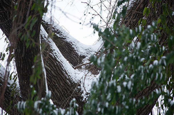 冬天雪轻覆盖树沉闷的灰色天空