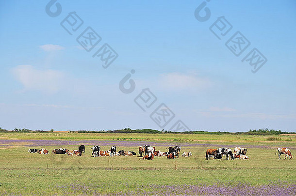 景观牛放牧草牧场