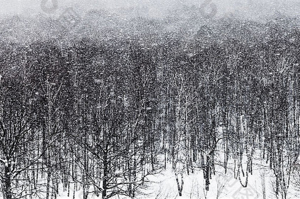 雪暴雪橡木森林冬天一天