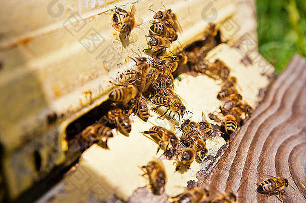 很多蜜蜂入口蜂巢养蜂场忙蜜蜂关闭视图工作蜜蜂