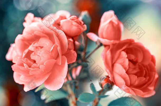 美丽的生活珊瑚玫瑰花花园关闭有色效果